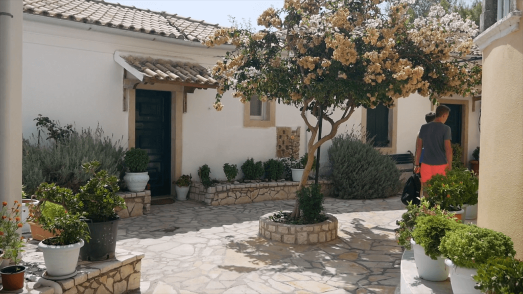 a tree in a courtyard